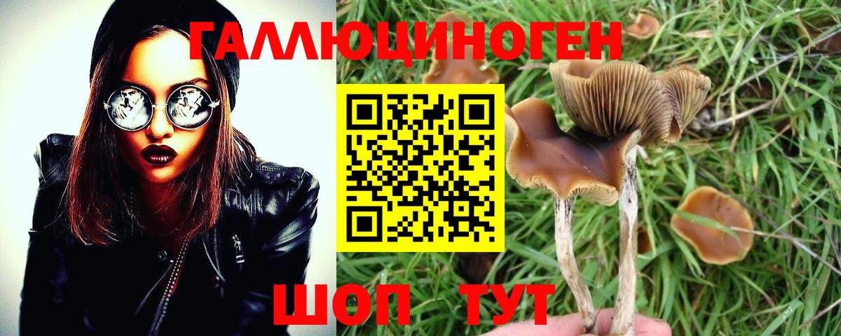 Галлюциногенные грибы Psilocybe Тулун